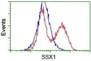 Image no. 3 for anti-Synovial Sarcoma, X Breakpoint 1 (SSX1) antibody (ABIN1501158) (SSX1 Antikörper)