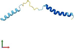 AlphaFold protein structure predicition of Mouse Recombinant Serp2 Protein, UniprotID Q6TAW2 (SERP2 Protein (AA 1-65) (Fc Tag))