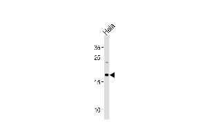 NDUFB10 Antibody (Center) (ABIN1881570 and ABIN2843422) western blot analysis in Hela cell line lysates (35 μg/lane).