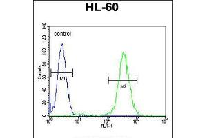 Flow cytometric analysis of HL-60 cells (right histogram) compared to a negative control cell (left histogram). (RINL Antikörper  (N-Term))