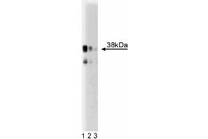 Western blot analysis of serine racemase in a mouse cerebrum lysate. (SRR Antikörper  (AA 127-248))
