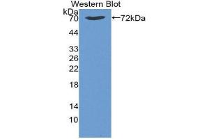 Western Blotting (WB) image for anti-Heat Shock 70kDa Protein 1B (HSPA1B) (AA 1-641) antibody (ABIN1859212) (HSPA1B Antikörper  (AA 1-641))