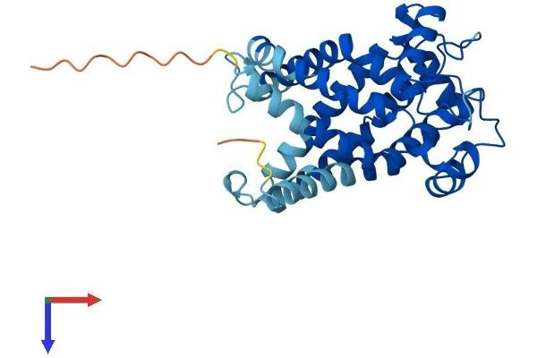 SLC25A31 Protein (AA 1-315) (His tag)