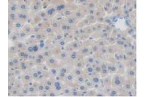 IHC-P analysis of Mouse Liver Tissue, with DAB staining. (BRD8 Antikörper  (AA 797-951))