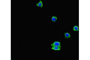 Immunofluorescent analysis of HepG2 cells using ABIN7151461 at dilution of 1:100 and Alexa Fluor 488-congugated AffiniPure Goat Anti-Rabbit IgG(H+L) (EHD3 Antikörper  (AA 269-498))