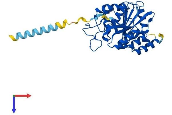 B3GALT5 Protein (AA 1-308) (His tag)