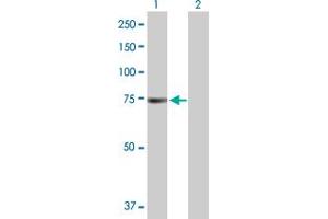 Western Blot analysis of PRKAA1 expression in transfected 293T cell line by PRKAA1 MaxPab polyclonal antibody. (PRKAA1 Antikörper  (AA 1-574))