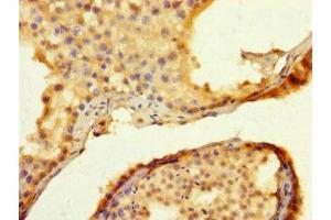 Immunohistochemistry of paraffin-embedded human testis tissue using ABIN7173479 at dilution of 1:100 (TRIM74 Antikörper  (AA 47-249))