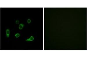 Immunofluorescence (IF) image for anti-Autophagy related 4C Cysteine Peptidase (ATG4C) (AA 21-70) antibody (ABIN2890246) (ATG4C Antikörper  (AA 21-70))