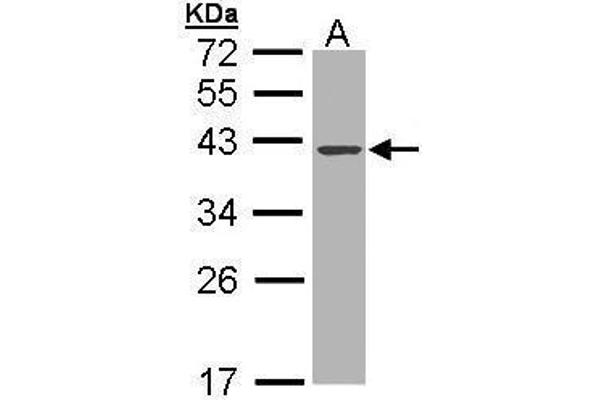 DNASE1 抗体