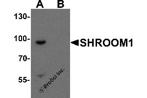 Western Blotting (WB) image for anti-Shroom Family Member 1 (SHROOM1) (C-Term) antibody (ABIN1077406) (SHROOM1 Antikörper  (C-Term))