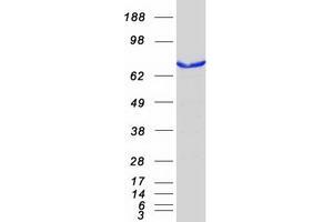 Western Blotting (WB) image for Peroxisomal Biogenesis Factor 5 (PEX5) (Transcript Variant 2) protein (Myc-DYKDDDDK Tag) (ABIN2728697)