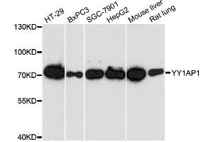 Western blot analysis of extracts of various cell lines, using YY1AP1 antibody. (YY1AP1 Antikörper)