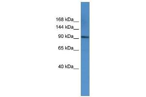 AP2A1 antibody used at 0. (alpha Adaptin Antikörper  (C-Term))