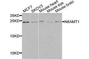 Western blot analysis of extracts of various cells, using N6AMT1 antibody. (N6AMT1 Antikörper)