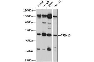 Western blot analysis of extracts of various cell lines, using TRIM15 antibody (ABIN6132733, ABIN6149504, ABIN6149505 and ABIN6215428) at 1:3000 dilution. (TRIM15 Antikörper  (AA 1-330))
