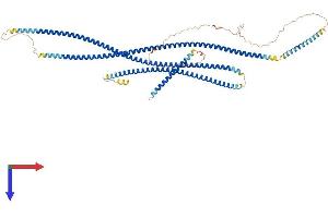 CEP63 Protein (AA 1-700) (His tag)