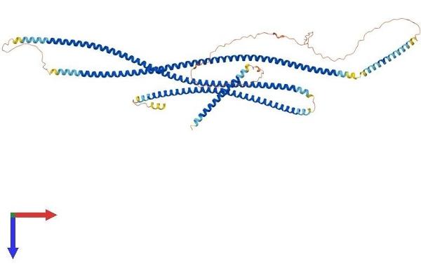 CEP63 Protein (AA 1-700) (His tag)
