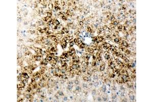 IHC-F testing of rat liver tissue (ONECUT1 Antikörper  (N-Term))