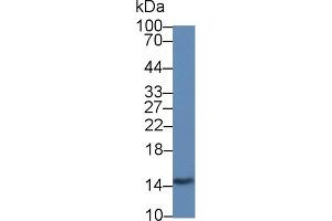 Detection of GAL2 in Rat Stomach lysate using Monoclonal Antibody to Galectin 2 (GAL2) (Gallinacin-2 (GAL2) (AA 1-132) Antikörper)