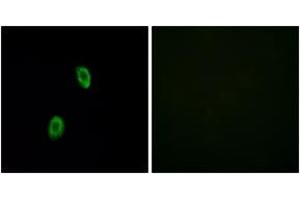 Immunofluorescence analysis of HuvEc cells, using OR1D2 Antibody. (OR1D2 Antikörper  (AA 201-250))