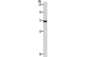 Western Blotting (WB) image for anti-SRY (Sex Determining Region Y)-Box 13 (SOX13) antibody (ABIN2426908) (SOX13 Antikörper)