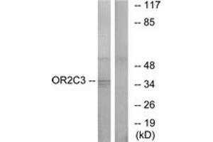 Western blot analysis of extracts from COLO cells, using OR2C3 Antibody.