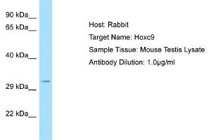 WB Suggested Anti-Hoxc9 Antibody   Titration: 1. (HOXC9 Antikörper  (C-Term))