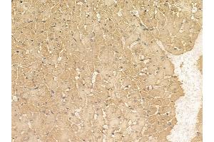 Scavenger Receptor BII Mouse Monoclonal Antibody at 1/100 staining rat heart tissue by IHC-P. (SCARB2 Antikörper)