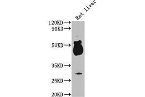 Western Blot Positive WB detected in: Rat liver tissue All lanes: Avpr1b antibody at 1:2000 Secondary Goat polyclonal to rabbit IgG at 1/50000 dilution Predicted band size: 48 kDa Observed band size: 48 kDa (AVPR1B Antikörper  (AA 224-284))