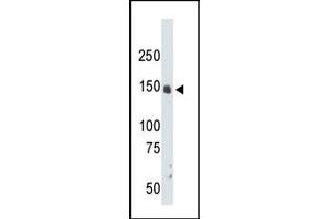 The anti-CRK7 Pab (ABIN391769 and ABIN2841631) is used in Western blot to detect CRK7 in mouse liver tissue lysate. (CDK12 Antikörper  (N-Term))