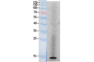 Western Blotting (WB) image for anti-Histone H2A (Internal Region) antibody (ABIN3178516) (Histone H2A Antikörper  (Internal Region))