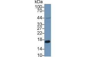 Western blot analysis of Human HepG2 cell lysate, using Human PRDX5 Antibody (1 µg/ml) and HRP-conjugated Goat Anti-Rabbit antibody ( (Peroxiredoxin 5 Antikörper  (AA 1-162))