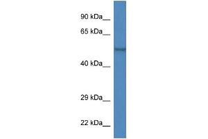 WB Suggested Anti-Zfp161 Antibody   Titration: 1. (ZBTB14/ZFP161 Antikörper  (Middle Region))