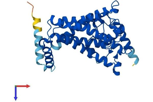 SC4MOL Protein (AA 1-293) (His tag)