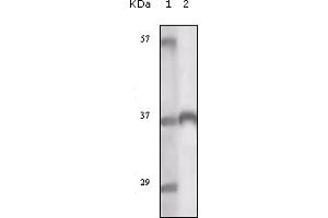 Western Blotting (WB) image for anti-TYRO3 Protein Tyrosine Kinase (TYRO3) (truncated) antibody (ABIN2464119) (TYRO3 Antikörper  (truncated))