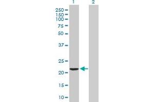 Western Blot analysis of VBP1 expression in transfected 293T cell line by VBP1 MaxPab polyclonal antibody.