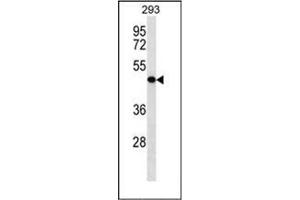Western blot analysis of KLRG2 Antibody (N-term) in 293 cell line lysates (35ug/lane). (KLRG2 Antikörper  (N-Term))