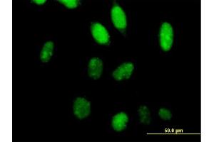 Immunofluorescence of purified MaxPab antibody to TCEA2 on HeLa cell. (TCEA2 Antikörper  (AA 1-299))