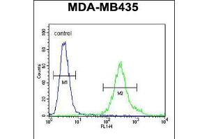 Flow cytometric analysis of MDA-MB435 cells (right histogram) compared to a negative control cell (left histogram). (FBXL2 Antikörper  (C-Term))