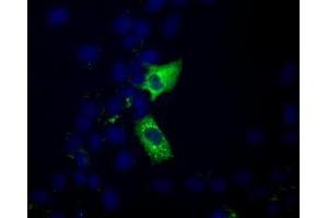 Anti-MIOX mouse monoclonal antibody (ABIN2453304) immunofluorescent staining of COS7 cells transiently transfected by pCMV6-ENTRY MIOX (RC210070). (MIOX Antikörper)