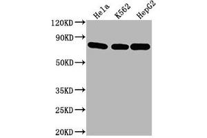 Western Blot Positive WB detected in: Hela whole cell lysate, K562 whole cell lysate, HepG2 whole cell lysate All lanes HSPA8 antibody at 1:2000 Secondary Goat polyclonal to mouse IgG at 1/50000 dilution Predicted band size: 70~75 KDa Observed band size: 70~75 KDa Exposure time: 5 min (Hsc70 Antikörper  (AA 2-646))