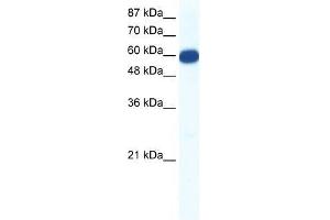 SLC18A1 antibody used at 0. (SLC18A1 Antikörper  (N-Term))