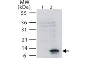 Western blot analysis of TNFRSF12A in 293 cells. (TNFRSF12A Antikörper  (AA 104-118))