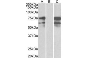 HEK293 lysate (10 µg protein in RIPA buffer) overexpressing Human NRXN1 with DYKDDDDK tag probed with ABIN783000 (0. (Neurexin 1 Antikörper  (C-Term))