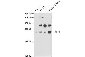 Western blot analysis of extracts of various cell lines, using CBFB antibody (ABIN6130041, ABIN6138000, ABIN6138001 and ABIN6220926) at 1:1000 dilution. (CBFB Antikörper  (AA 1-182))