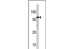 Western blot analysis of anti-NCAPH2 Pab in HepG2 cell line lysate (35ug/lane). (NCAPH2 Antikörper  (N-Term))