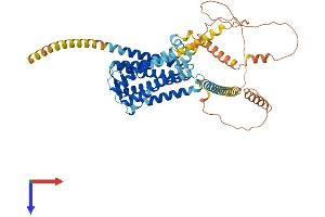 GPR161 Protein (AA 1-545) (His tag)