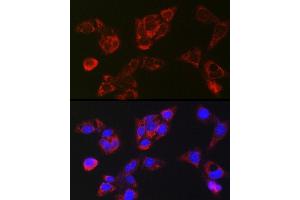 Immunofluorescence analysis of HepG2 cells using LBP Rabbit pAb (ABIN7268285) at dilution of 1:250 (40x lens). (LBP Antikörper)