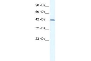 WB Suggested Anti-TBX6 Antibody Titration:  0.